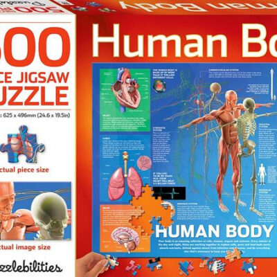 anatomy puzzle