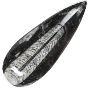 Orthoceras Fossil (Polished)