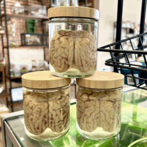 Sheep Brain