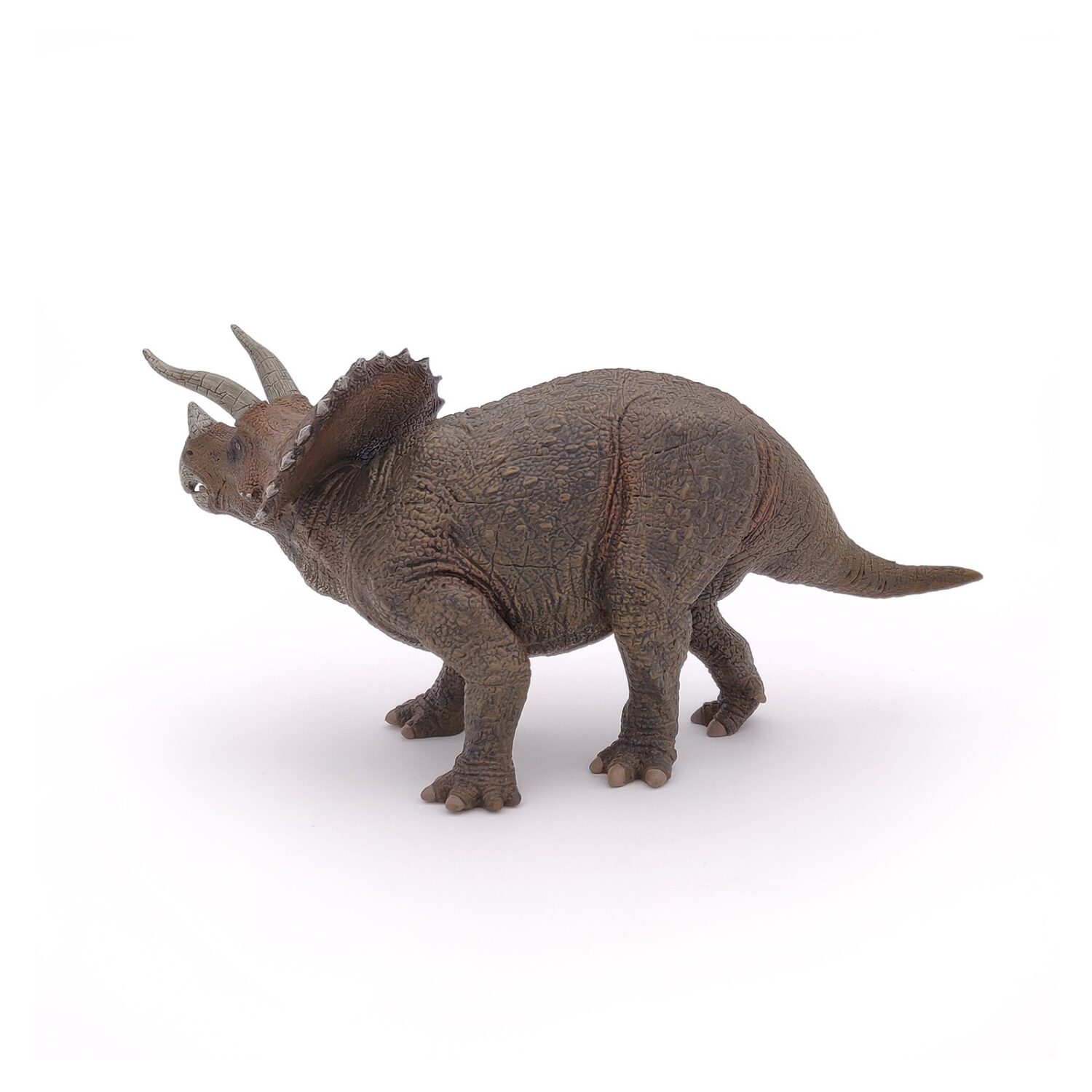 triceratops (3)