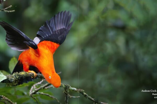 6125jeRlbIL._SL1500_