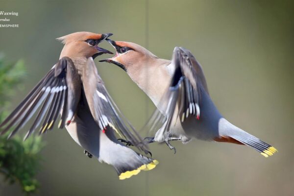 61uwfu29xpL._SL1500_