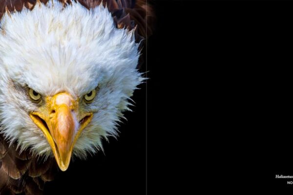 71ax9sdTdKL._SL1500_