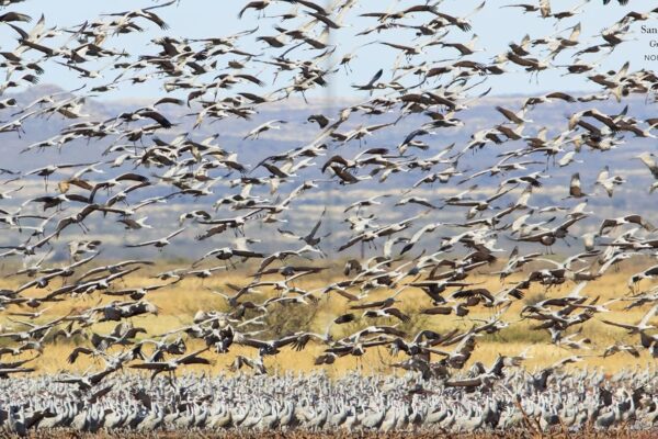 81AUN2soWHL._SL1500_