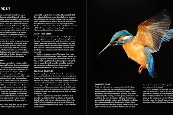 81xtwwoNFuL._SL1500_